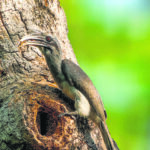 bird-drama-takes-over-lodhi-park-in-delhi