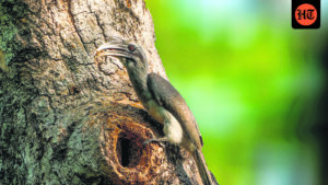 bird-drama-takes-over-lodhi-park-in-delhi