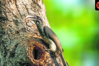 bird-drama-takes-over-lodhi-park-in-delhi