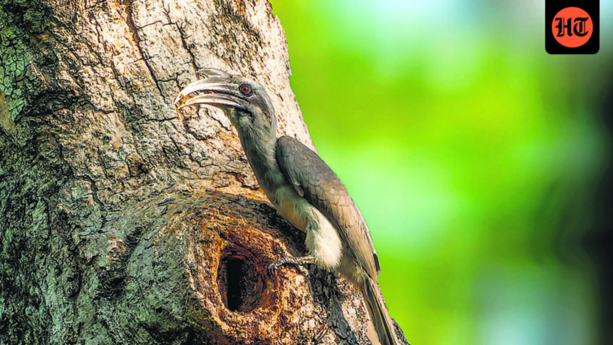 bird-drama-takes-over-lodhi-park-in-delhi