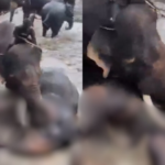 a-tourist-was-crushed-to-death-amid-a-fight-between-two-elephants-in-kodagu,-karnataka