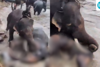 a-tourist-was-crushed-to-death-amid-a-fight-between-two-elephants-in-kodagu,-karnataka