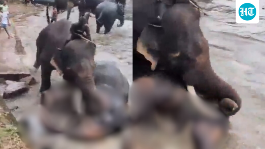 a-tourist-was-crushed-to-death-amid-a-fight-between-two-elephants-in-kodagu,-karnataka