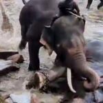 a-tourist-from-tamil-nadu-was-killed-after-being-caught-in-a-fight-between-two-elephants-at-dubari-camp-in-karnataka