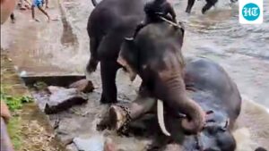 a-tourist-from-tamil-nadu-was-killed-after-being-caught-in-a-fight-between-two-elephants-at-dubari-camp-in-karnataka