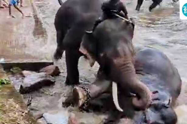 a-tourist-from-tamil-nadu-was-killed-after-being-caught-in-a-fight-between-two-elephants-at-dubari-camp-in-karnataka