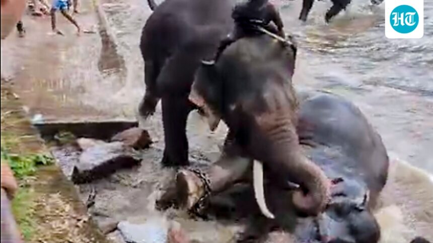 a-tourist-from-tamil-nadu-was-killed-after-being-caught-in-a-fight-between-two-elephants-at-dubari-camp-in-karnataka | GIBN a-tourist-from-tamil-nadu-was-killed-after-being-caught-in-a-fight-between-two-elephants-at-dubari-camp-in-karnataka
