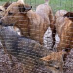 ‘on-paper-only’:-delhi-not-ready-to-implement-supreme-court-ruling-on-stray-dogs