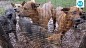 ‘on-paper-only’:-delhi-not-ready-to-implement-supreme-court-ruling-on-stray-dogs