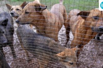 ‘on-paper-only’:-delhi-not-ready-to-implement-supreme-court-ruling-on-stray-dogs
