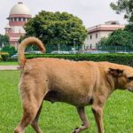 supreme-court-stays-firm-on-stray-dogs-curbs-in-public-places