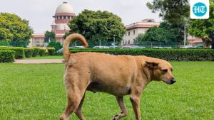 supreme-court-stays-firm-on-stray-dogs-curbs-in-public-places