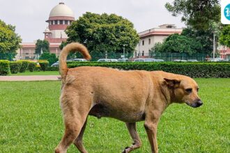 supreme-court-stays-firm-on-stray-dogs-curbs-in-public-places