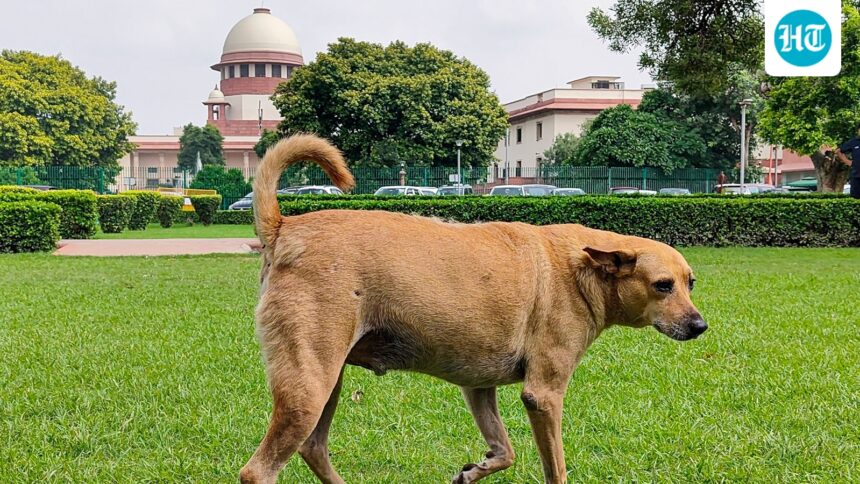 supreme-court-stays-firm-on-stray-dogs-curbs-in-public-places
