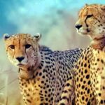 the-cheetahs-of-mp-kuno-are-likely-to-be-relocated-to-the-pastures-of-bani-in-gujarat