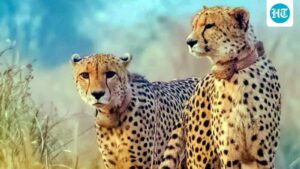 the-cheetahs-of-mp-kuno-are-likely-to-be-relocated-to-the-pastures-of-bani-in-gujarat