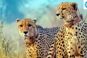 the-cheetahs-of-mp-kuno-are-likely-to-be-relocated-to-the-pastures-of-bani-in-gujarat