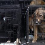 india-joins-countries-allowing-euthanasia-of-dangerous-stray-dogs-following-a-supreme-court-decision
