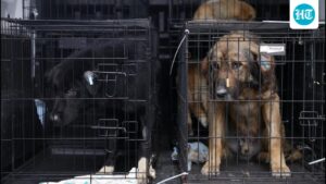 india-joins-countries-allowing-euthanasia-of-dangerous-stray-dogs-following-a-supreme-court-decision