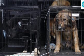 india-joins-countries-allowing-euthanasia-of-dangerous-stray-dogs-following-a-supreme-court-decision