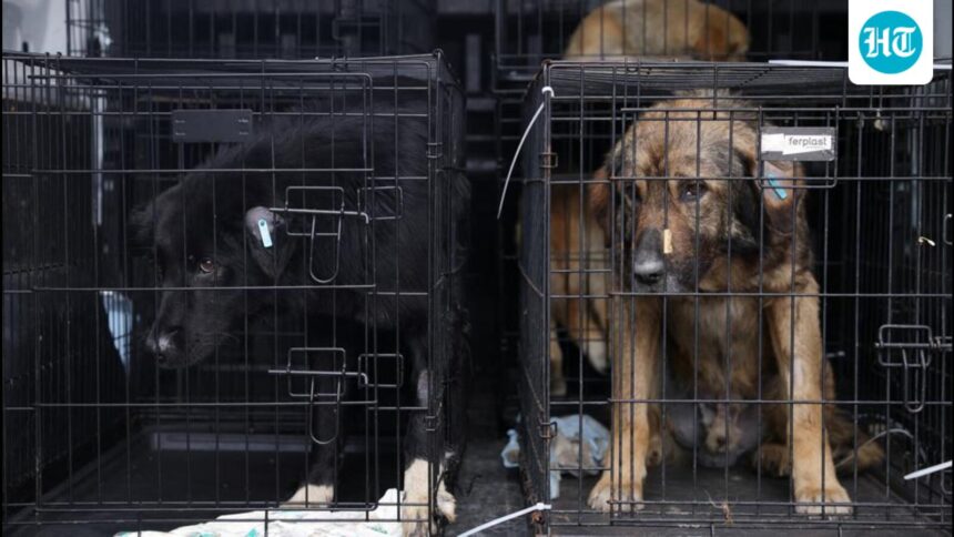 india-joins-countries-allowing-euthanasia-of-dangerous-stray-dogs-following-a-supreme-court-decision