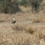 rajasthan:-9-endangered-great-indian-bustards-have-been-spotted-together-in-the-wild
