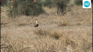 rajasthan:-9-endangered-great-indian-bustards-have-been-spotted-together-in-the-wild