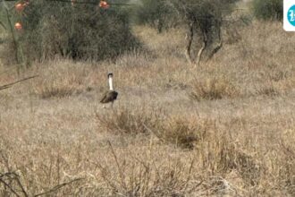 rajasthan:-9-endangered-great-indian-bustards-have-been-spotted-together-in-the-wild