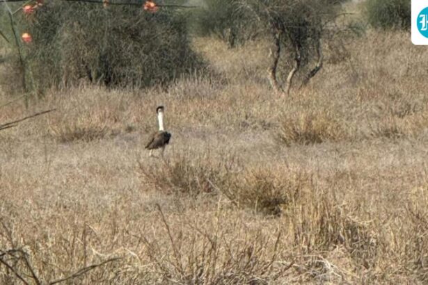 rajasthan:-9-endangered-great-indian-bustards-have-been-spotted-together-in-the-wild