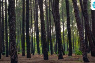 family-buries-wrong-body-after-mistaken-identity;-missing-man-returns-alive-in-jharkhand