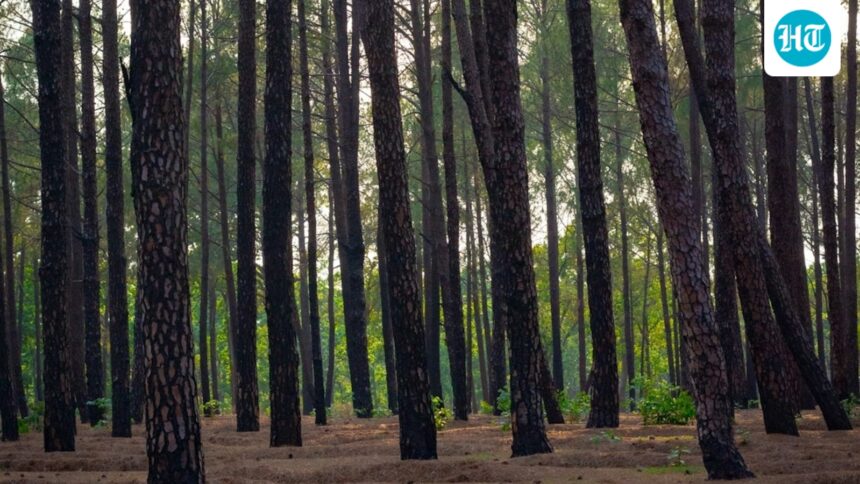 family-buries-wrong-body-after-mistaken-identity;-missing-man-returns-alive-in-jharkhand