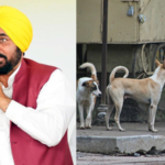punjab-begins-campaign-to-remove-stray-dogs-from-public-places-after-sc-order-on-euthanasia:-‘move-freely-without-fear’