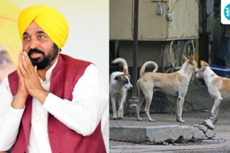 punjab-begins-campaign-to-remove-stray-dogs-from-public-places-after-sc-order-on-euthanasia:-‘move-freely-without-fear’