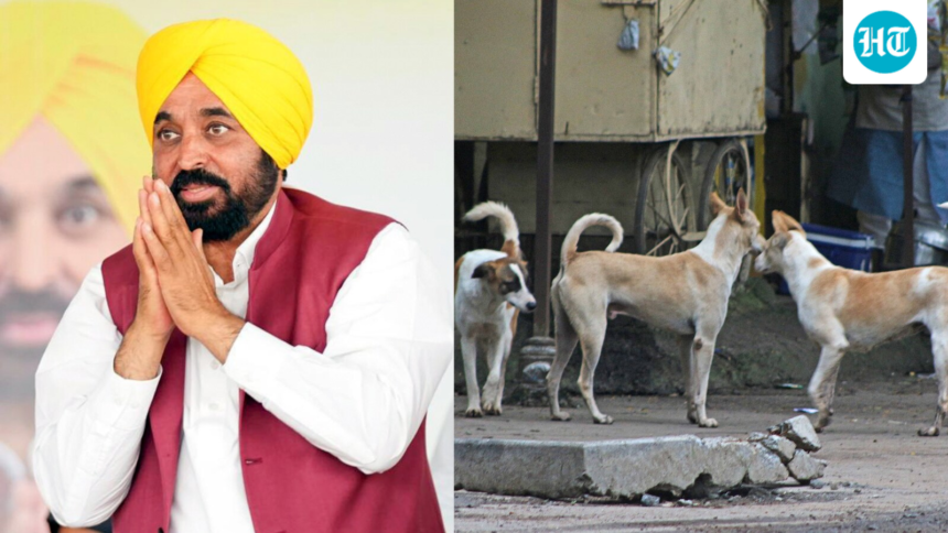 punjab-begins-campaign-to-remove-stray-dogs-from-public-places-after-sc-order-on-euthanasia:-‘move-freely-without-fear’