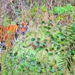 4-women-were-mauled-to-death-by-a-tigress-in-maharashtra’s-chandrapur