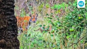4-women-were-mauled-to-death-by-a-tigress-in-maharashtra’s-chandrapur