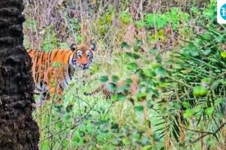 4-women-were-mauled-to-death-by-a-tigress-in-maharashtra’s-chandrapur