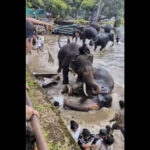 upa-lokayukta-books-two-forest-officials-over-deaths-in-dubare