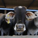 “avoid-slaughtering-cows-on-bakrid”:-iqbal-ansari,-former-babri-masjid-litigant