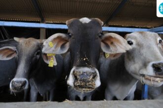 “avoid-slaughtering-cows-on-bakrid”:-iqbal-ansari,-former-babri-masjid-litigant