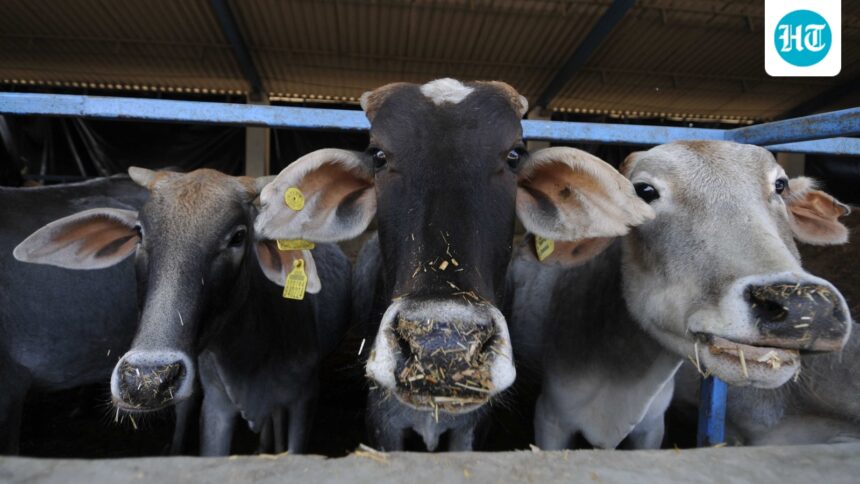 “avoid-slaughtering-cows-on-bakrid”:-iqbal-ansari,-former-babri-masjid-litigant