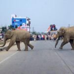 farmer-trampled-to-death-by-elephant-in-assam:-officials
