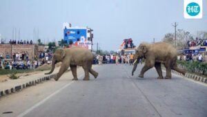 farmer-trampled-to-death-by-elephant-in-assam:-officials