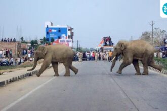 farmer-trampled-to-death-by-elephant-in-assam:-officials