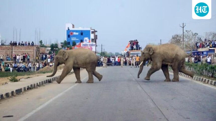 farmer-trampled-to-death-by-elephant-in-assam-officials | GIBN farmer-trampled-to-death-by-elephant-in-assam:-officials
