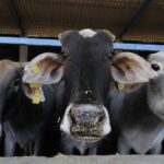 above:-days-before-bakrid,-islamic-organizations-demanded-the-status-of-a-“national-animal”-for-the-cow