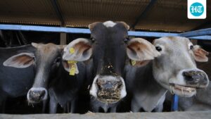 above:-days-before-bakrid,-islamic-organizations-demanded-the-status-of-a-“national-animal”-for-the-cow