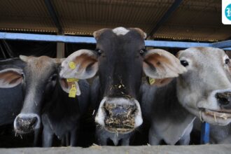 above:-days-before-bakrid,-islamic-organizations-demanded-the-status-of-a-“national-animal”-for-the-cow