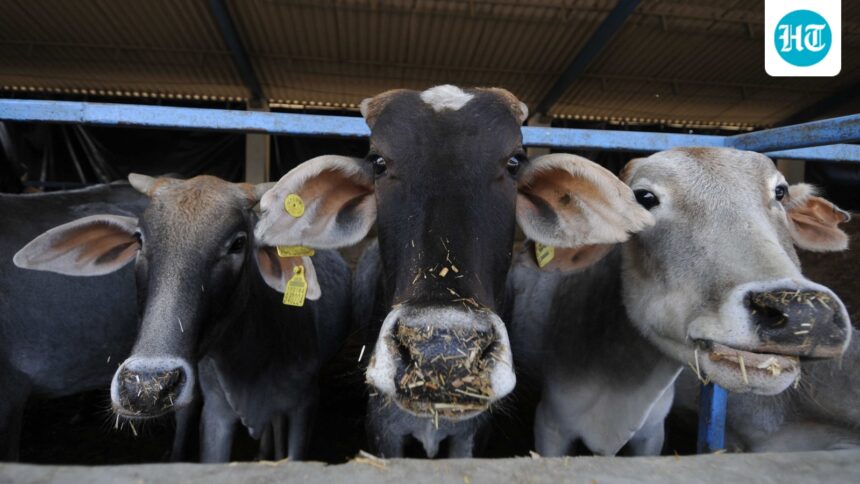 above:-days-before-bakrid,-islamic-organizations-demanded-the-status-of-a-“national-animal”-for-the-cow