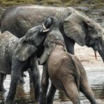 3-elephant-calves-died-in-17-days-in-dharamjaigarh-district-of-chhattisgarh.